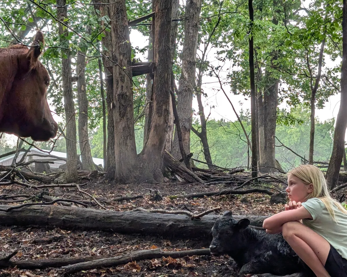 Young girl sitting beside a black calf while a horse watches in a wooded pasture on a family farm.
